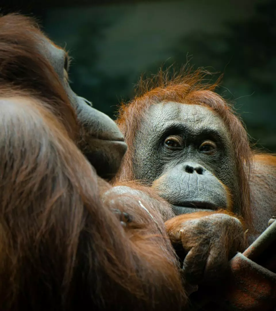 Portrait de deux orangs-outans en pleine complicité, rencontre d'un voyage nature Indonésie
