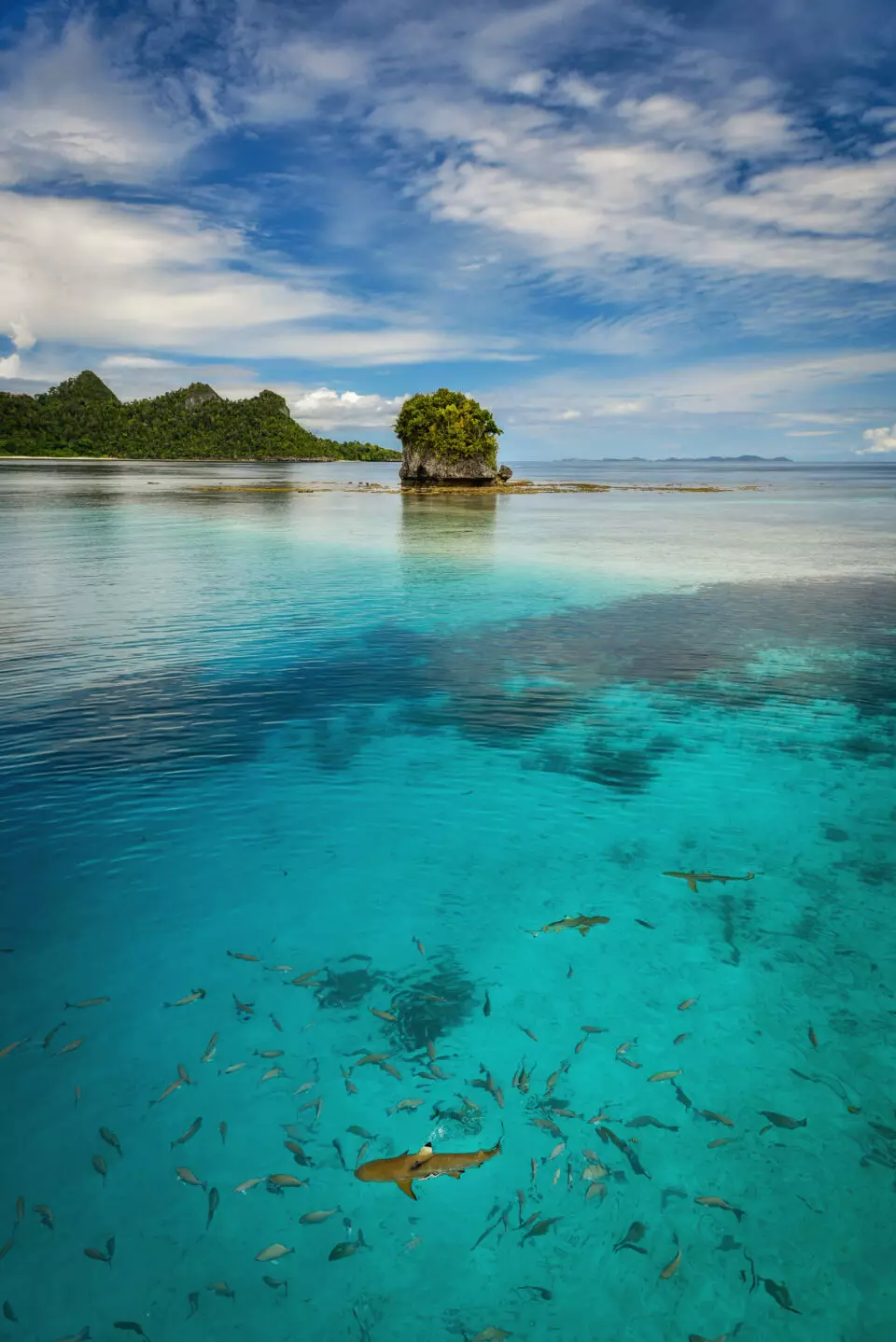 Requins à pointe noire et bancs de poissons nageant dans une eau turquoise cristalline face à un îlot karstique de Raja Ampat, biodiversité marine exceptionnelle d'un voyage sur&nbsp;mesure Raja Ampat