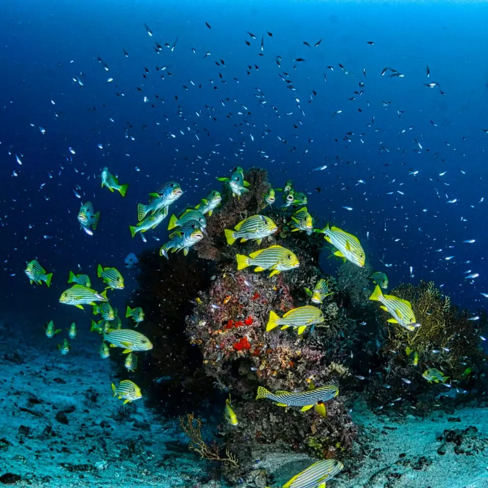 Dense banc de poissons aux couleurs jaune et bleu tournoyant autour d'un éperon corallien dans les eaux profondes de Raja Ampat, biodiversité marine exceptionnelle d'un voyage sur mesure Raja Ampat
