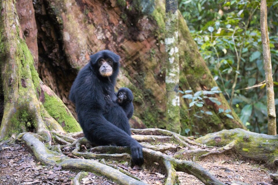 Gunung Leuser