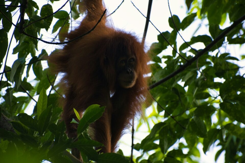 Gunung Leuser1