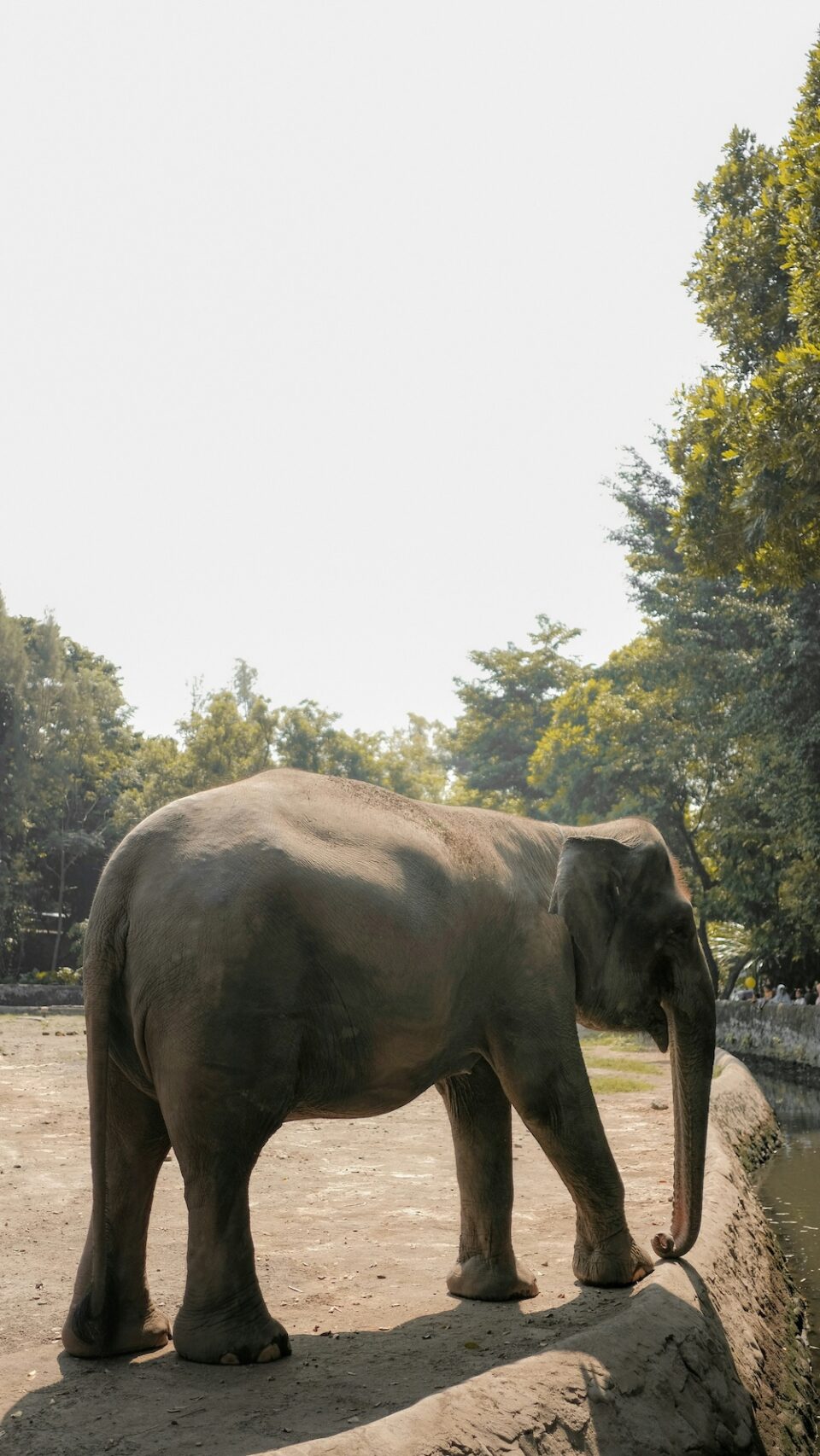 elephant-Tangkahan