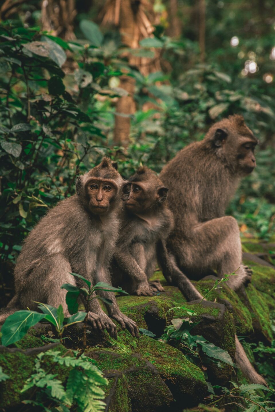 monkeyforest