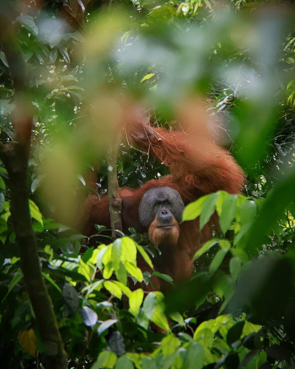 orangs-outans