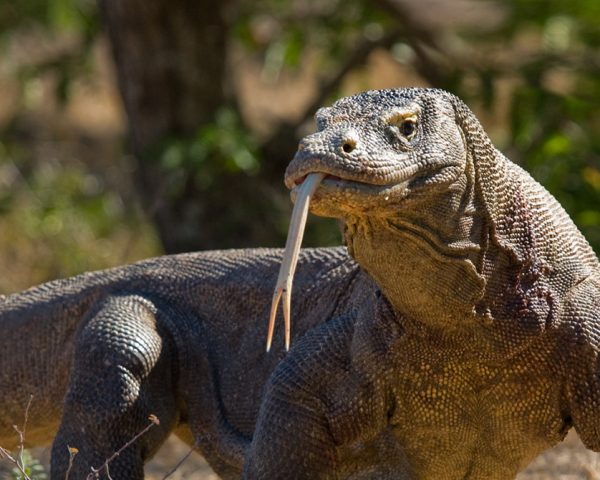 Séjour à Komodo